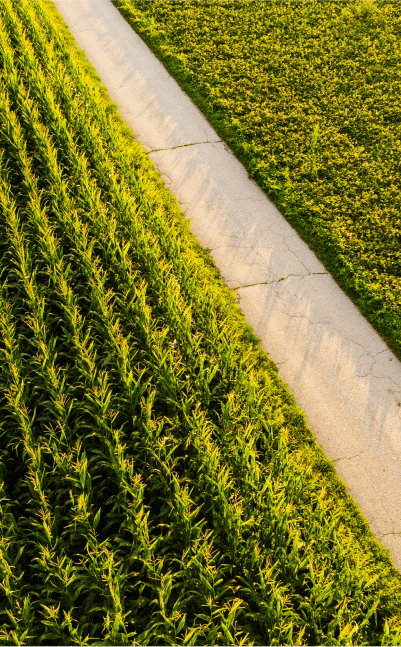 campo de cultivo