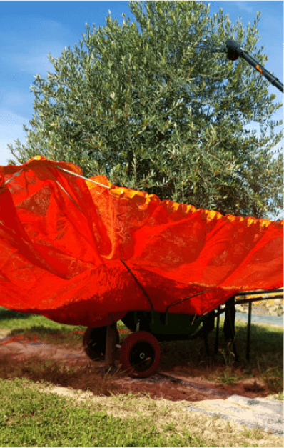 recolección de almendras con paraguas