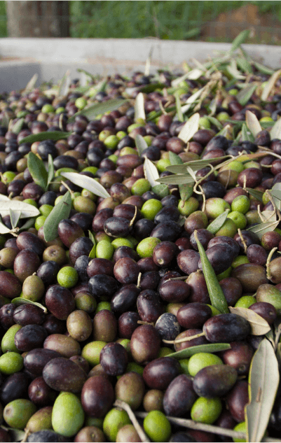 recoleccion de aceitunas